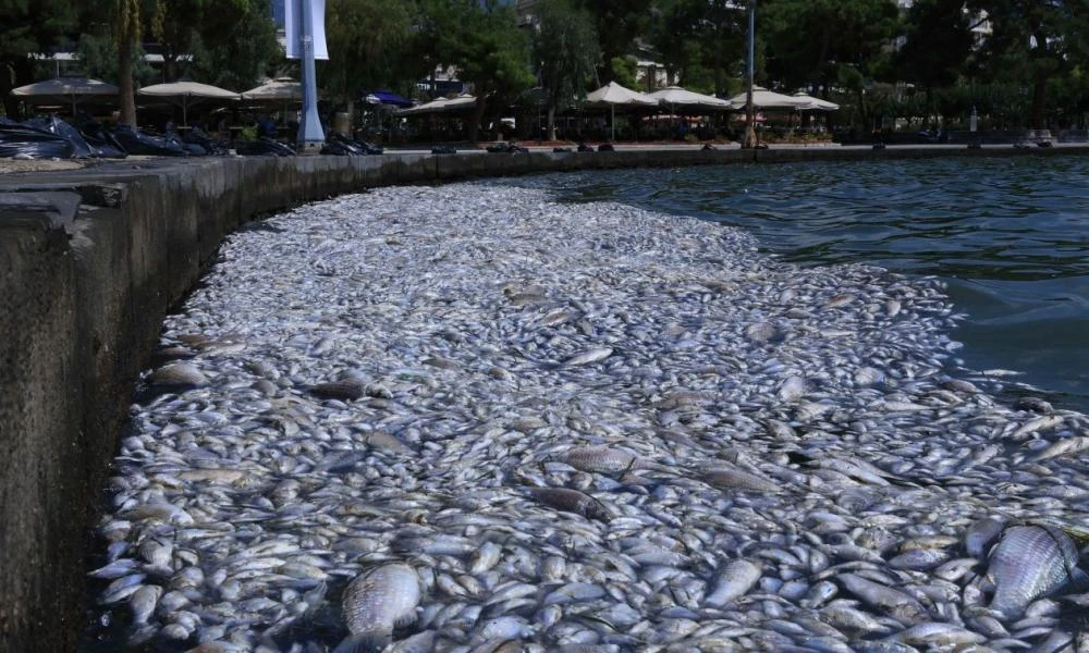 Πόλεμος ευθυνών για τα νεκρά ψάρια στον Βόλο - Μπέος: «Πολιτικός απατεώνας ο Κουρέτας»